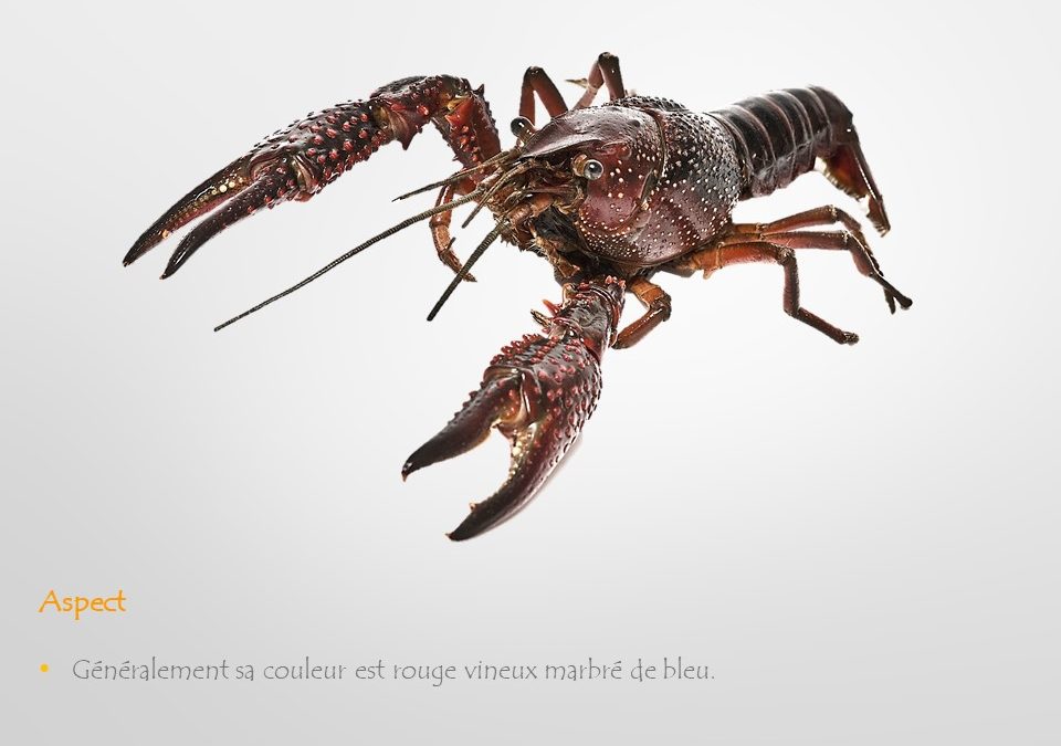 Présence de l’écrevisse de Louisiane (Procambarus Clarkii)                                            dans le lac de Castelnau-Magnoac